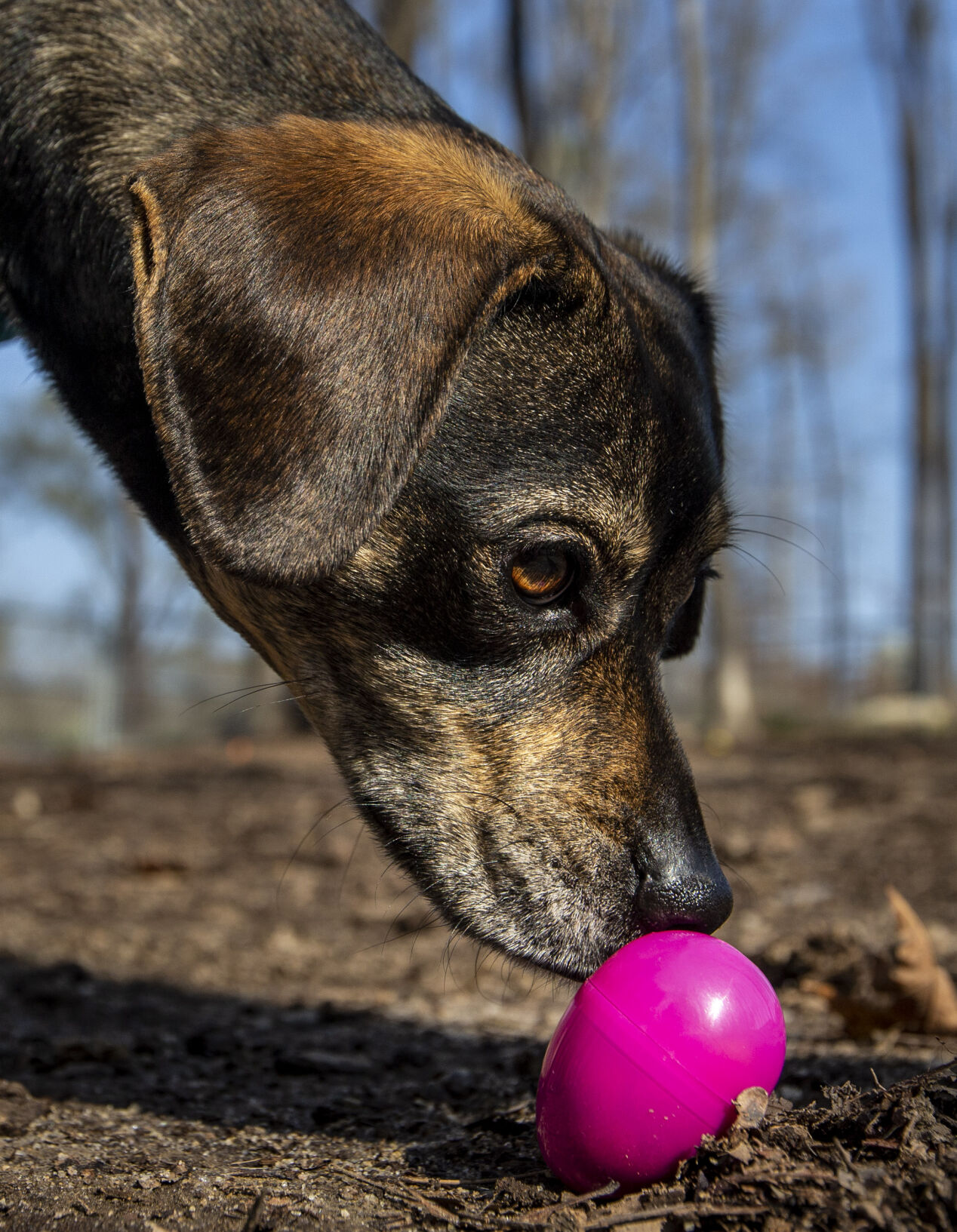 Dog Easter Eggs